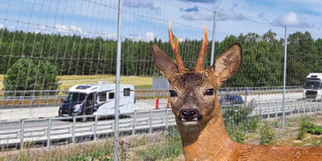 Rådjur står säkert bakom ett robust viltnät vid sidan av en trafikerad väg.
