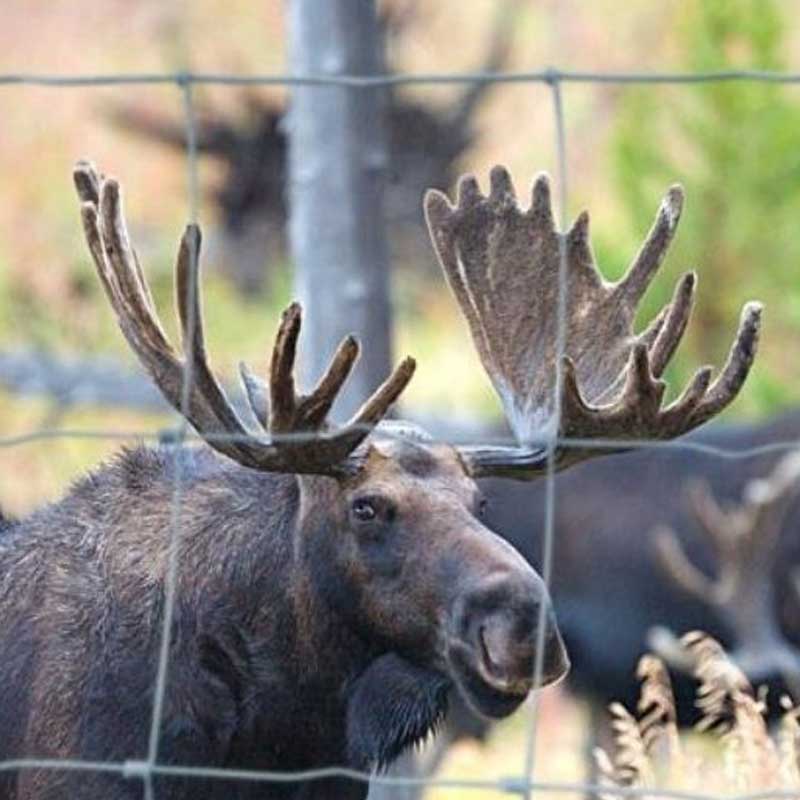 Älg står tryggt bakom ett robust viltstängsel av metallnät nära vägkanten.