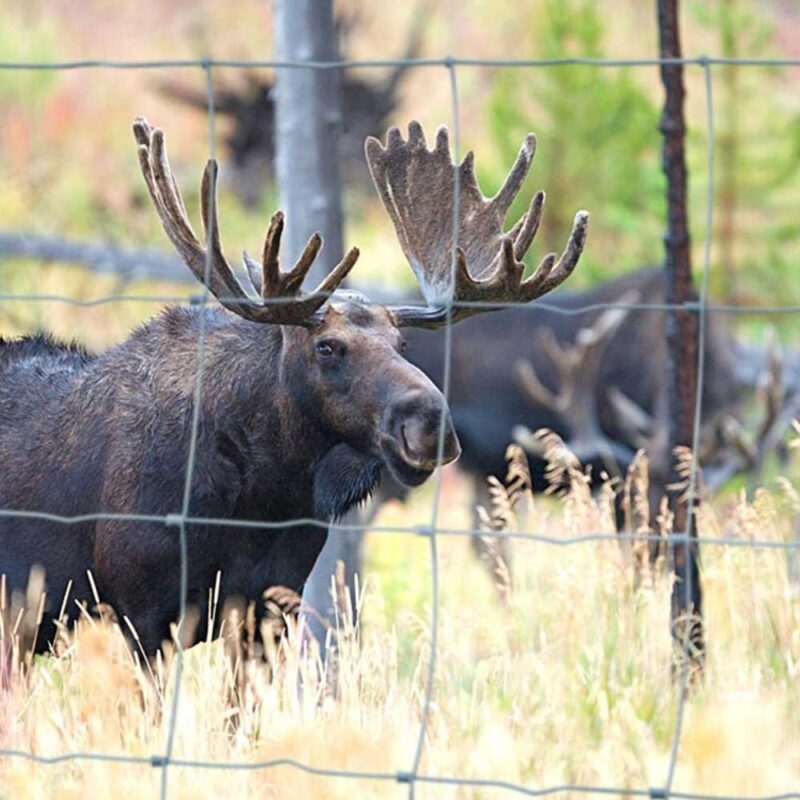 Viltstaket 50 meter höjd 150 cm med 17 trästolpar, älg bakom staketet.