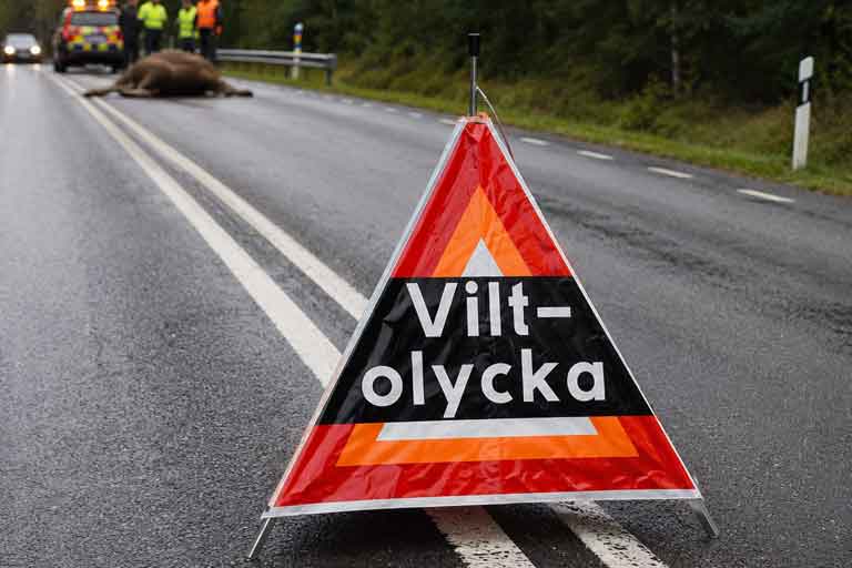 Varningstält vid viltolycka på landsväg som varnar trafikanter och ökar säkerheten för räddningspersonal och förbipasserande.